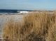 marram sand grass